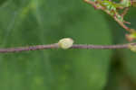 Hog Peanut